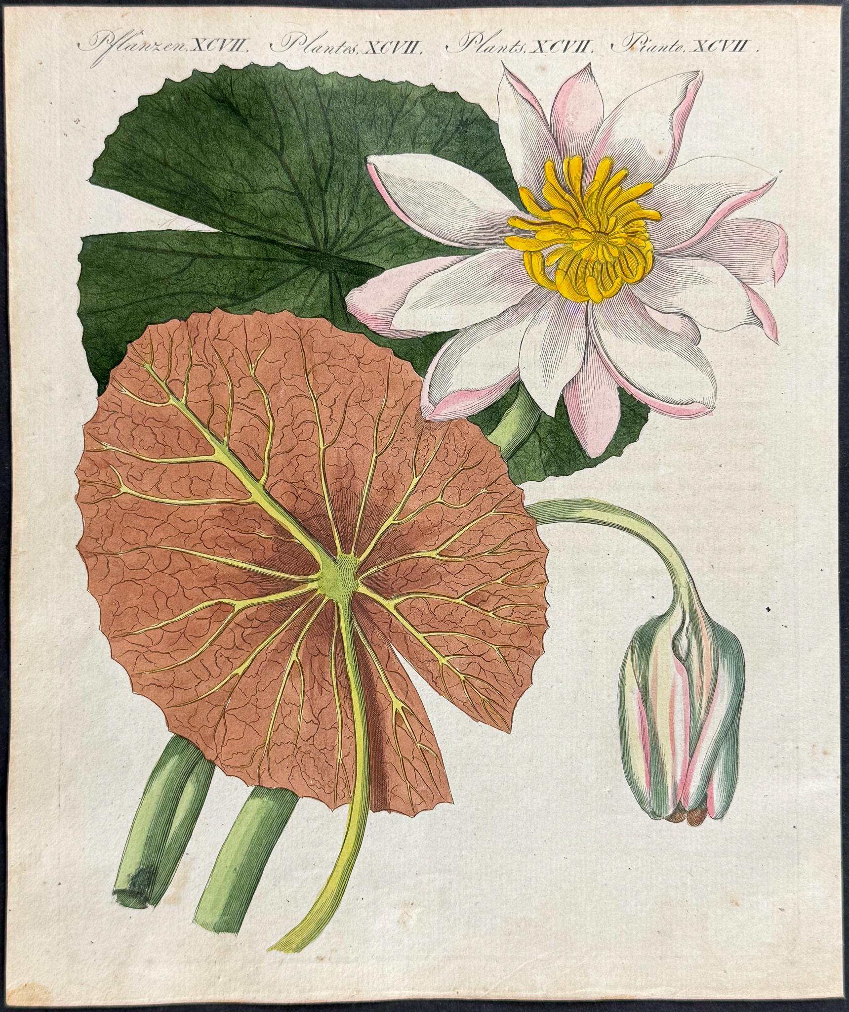 Botanicals and Flowers - Lumenrare Antique Prints & Maps