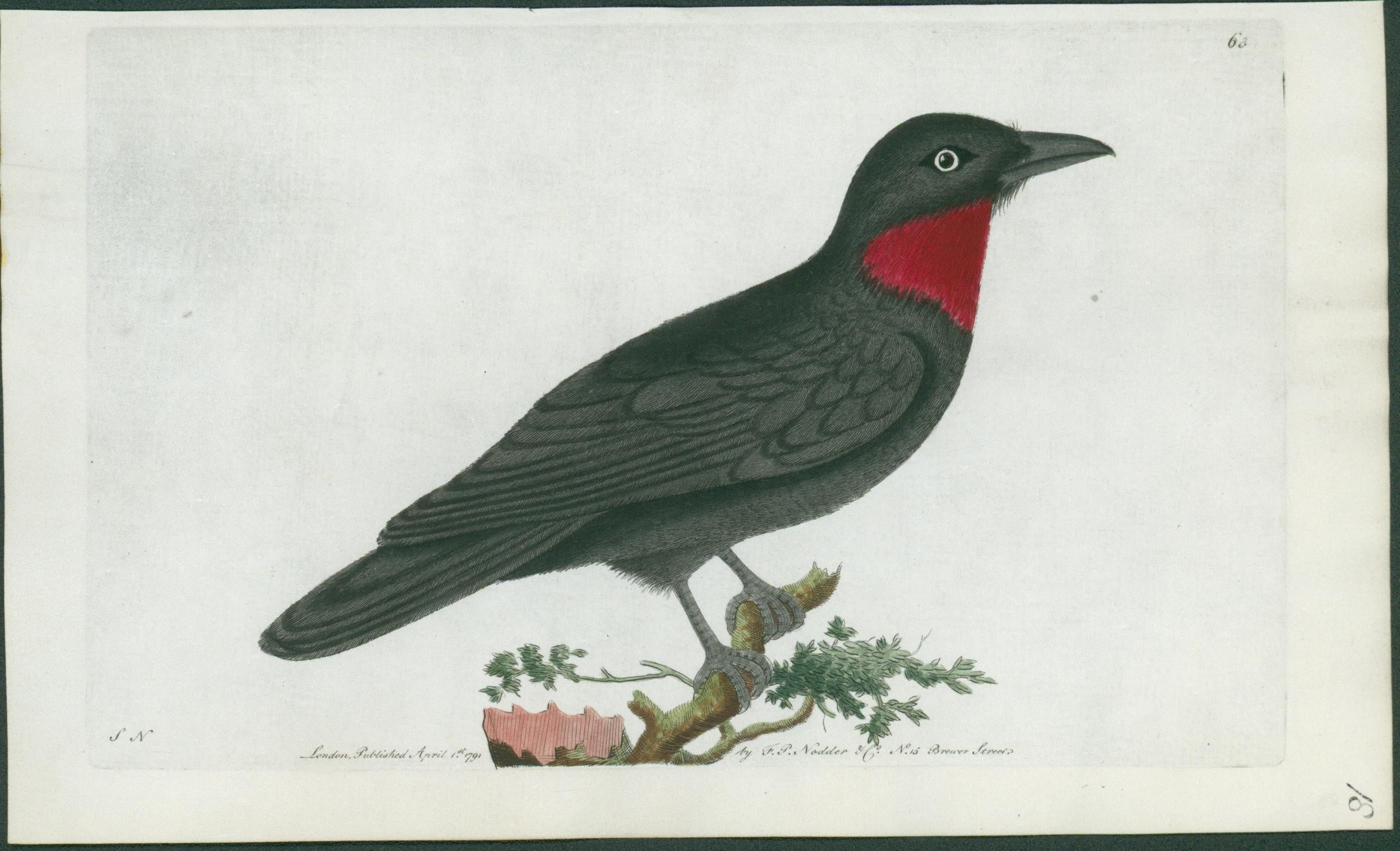 Lumenrare's Beautiful Birds and Butterflies - Lumenrare Antique Prints & Maps