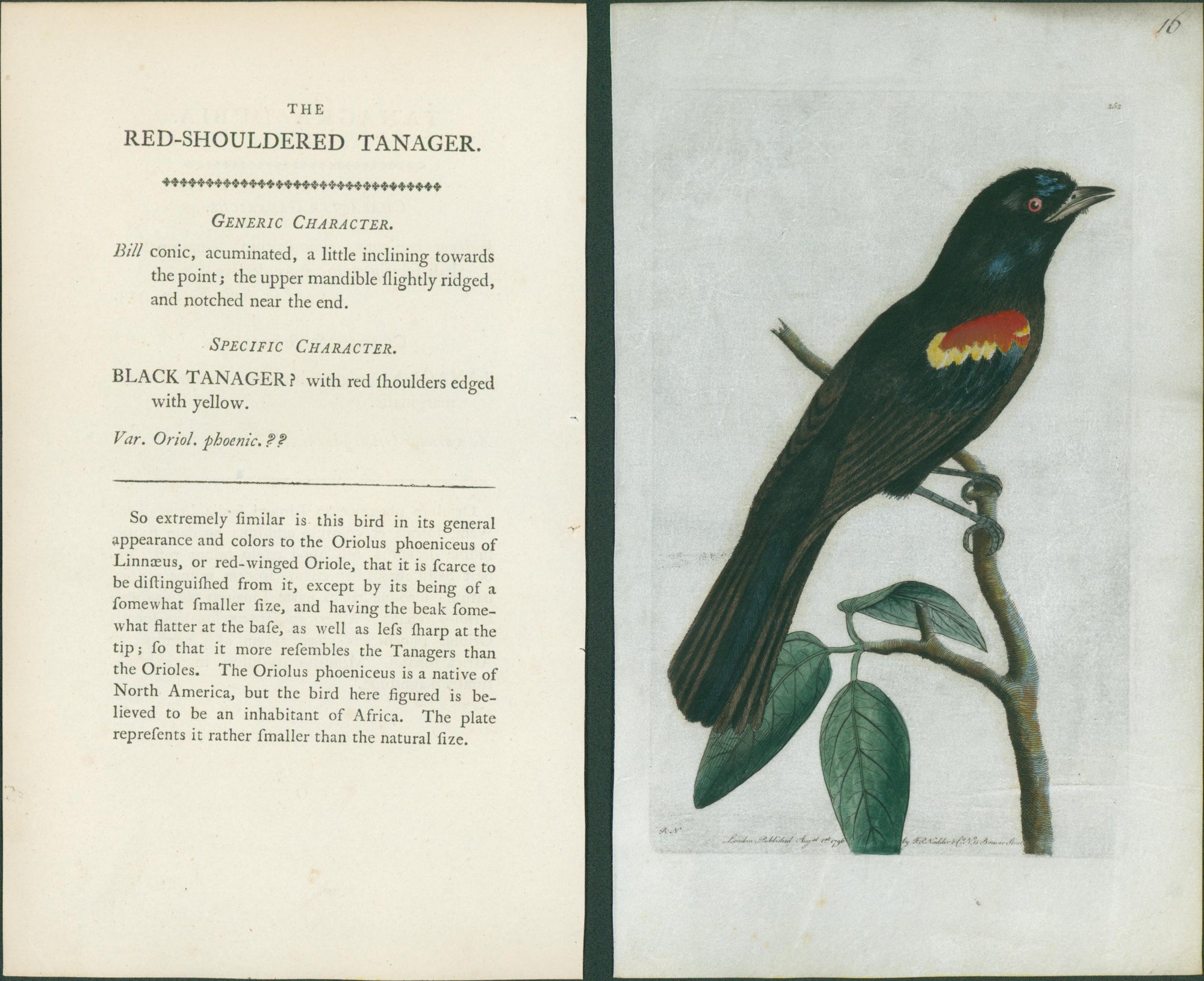 Shaw & Nodder — V Rare Vellum Birds Suite of Three Plates, Naturalist's Miscellany, c.1791-1799