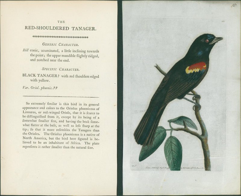 Shaw & Nodder — V Rare Vellum Birds Suite of Three Plates, Naturalist's Miscellany, c.1791-1799
