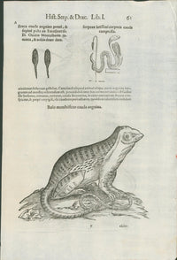 Aldrovandi — Monstrous Fowl Engraving from the Ornithologiae, Bologna 1640 - Lumenrare Antique Prints & Maps
