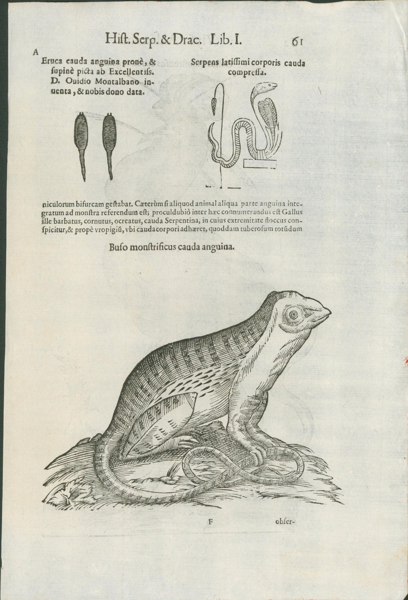 Aldrovandi — Monstrous Fowl Engraving from the Ornithologiae, Bologna 1640 - Lumenrare Antique Prints & Maps