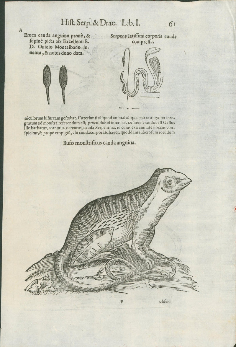 Aldrovandi — Monstrous Fowl Engraving from the Ornithologiae, Bologna 1640 - Lumenrare Antique Prints & Maps