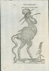 Aldrovandi — Monstrous Fowl Engraving from the Ornithologiae, Bologna 1640 - Lumenrare Antique Prints & Maps