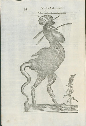 Aldrovandi — Monstrous Fowl Engraving from the Ornithologiae, Bologna 1640
