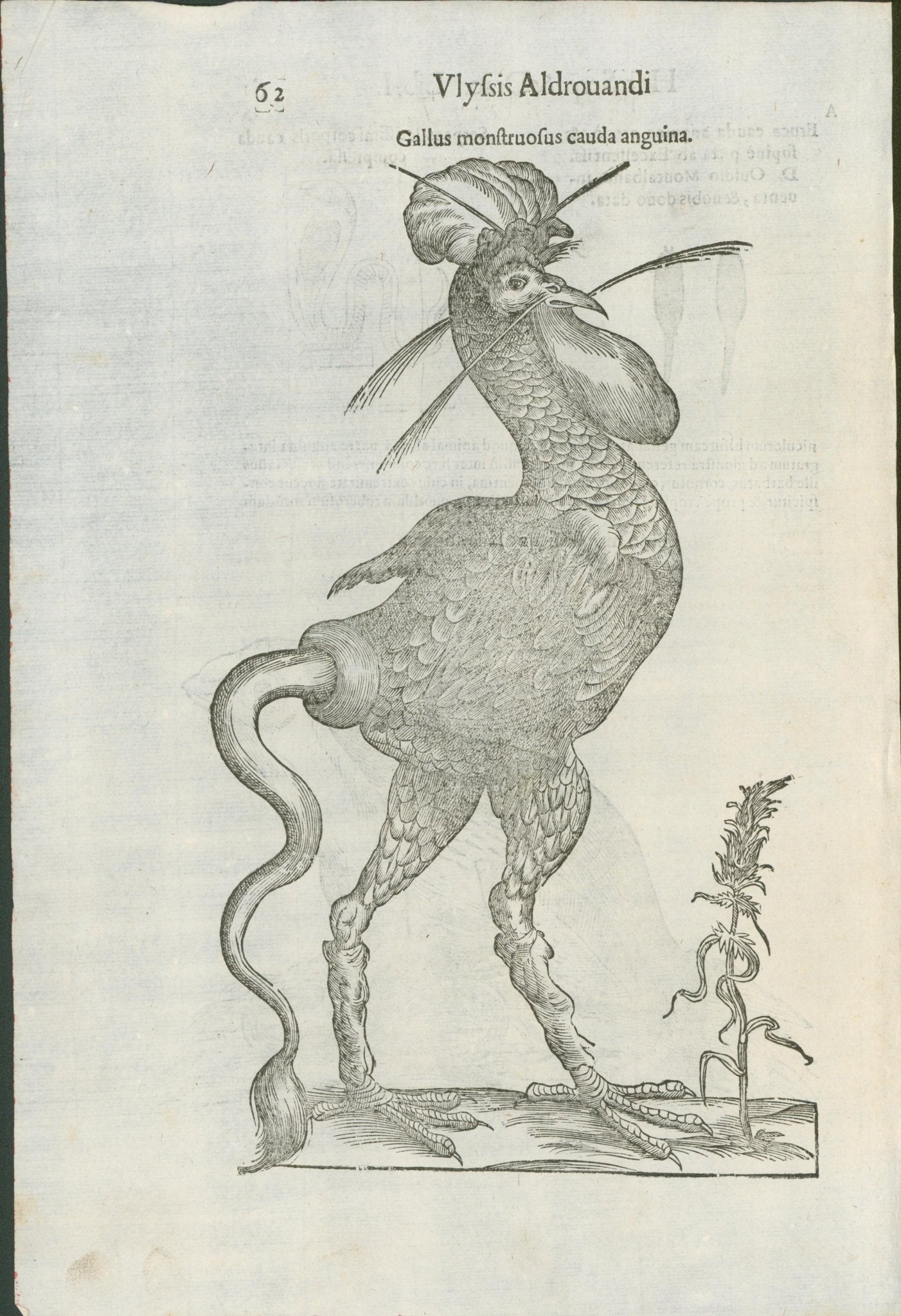Aldrovandi — Monstrous Fowl Engraving from the Ornithologiae, Bologna 1640 - Lumenrare Antique Prints & Maps