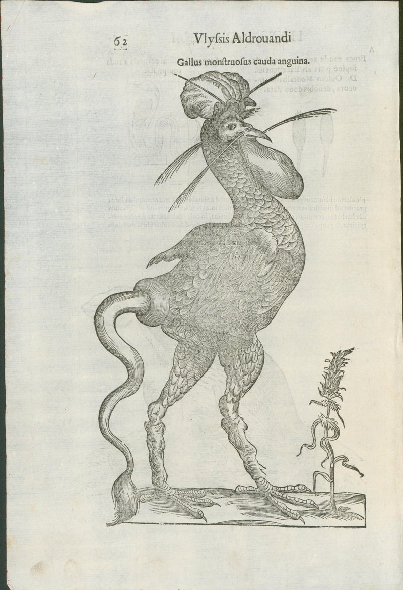 Aldrovandi — Monstrous Fowl Engraving from the Ornithologiae, Bologna 1640 - Lumenrare Antique Prints & Maps