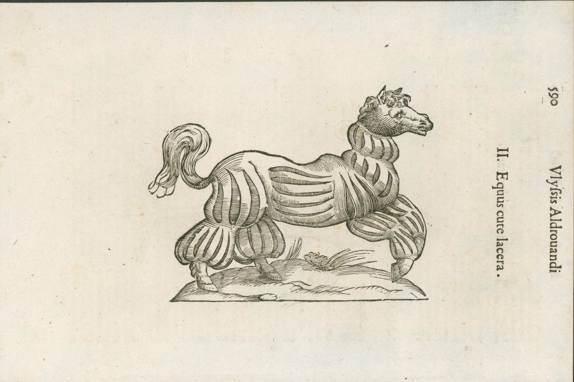 Aldrovandi — Seven Folio Leaves of Human Deformities and Monstrosities from the Monstrorum Historia, Bologna 1640 - Lumenrare Antique Prints & Maps