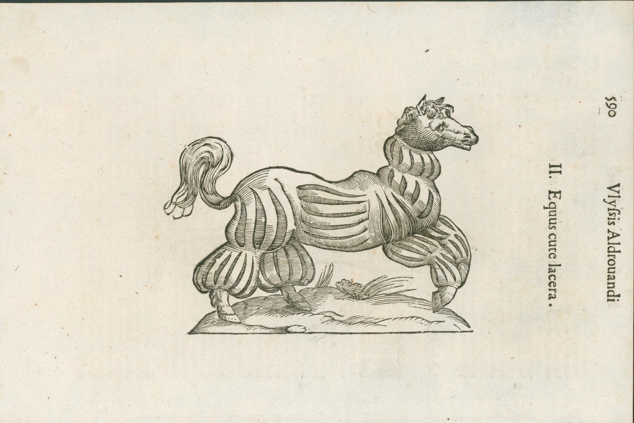 Aldrovandi — Seven Folio Leaves of Human Deformities and Monstrosities from the Monstrorum Historia, Bologna 1640 - Lumenrare Antique Prints & Maps