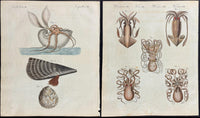 Bertuch Marine Life Engravings Set (1792–1810) Hand - Coloured Octopus, Jellyfish & Shell Plates - Lumenrare Antique Prints & Maps