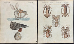 Bertuch Marine Life Engravings Set (1792–1810) Hand-Coloured Octopus, Jellyfish & Shell Plates