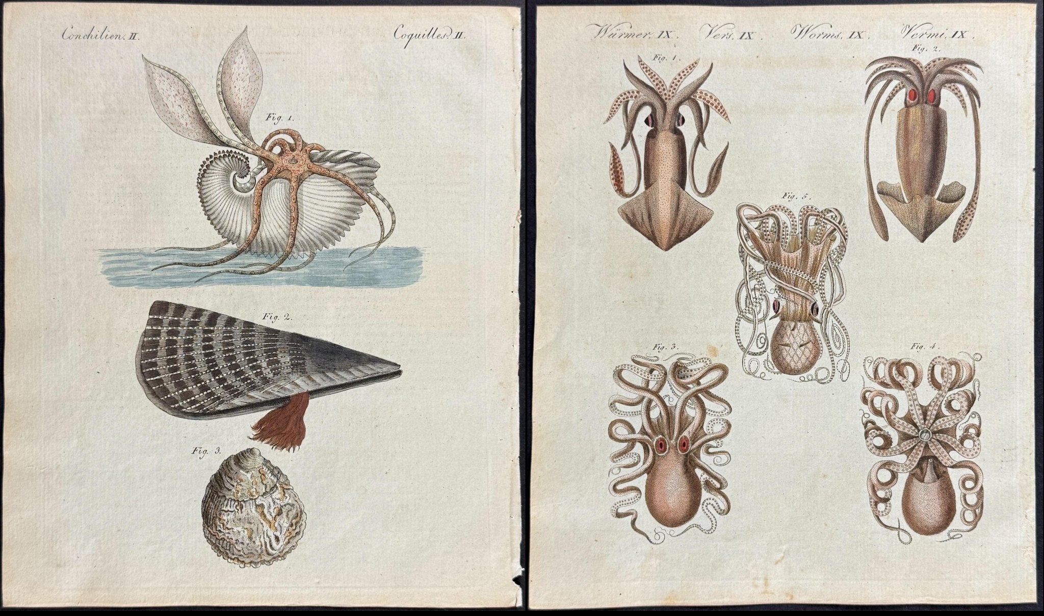 Bertuch Marine Life Engravings Set (1792–1810) Hand - Coloured Octopus, Jellyfish & Shell Plates - Lumenrare Antique Prints & Maps