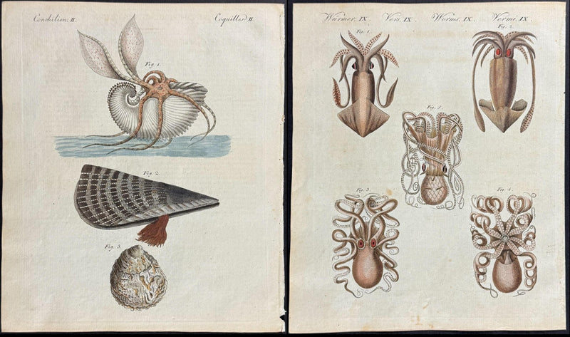 Bertuch Marine Life Engravings Set (1792–1810) Hand - Coloured Octopus, Jellyfish & Shell Plates - Lumenrare Antique Prints & Maps