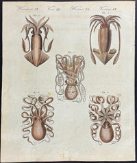 Bertuch Marine Life Engravings Set (1792–1810) Hand - Coloured Octopus, Jellyfish & Shell Plates - Lumenrare Antique Prints & Maps