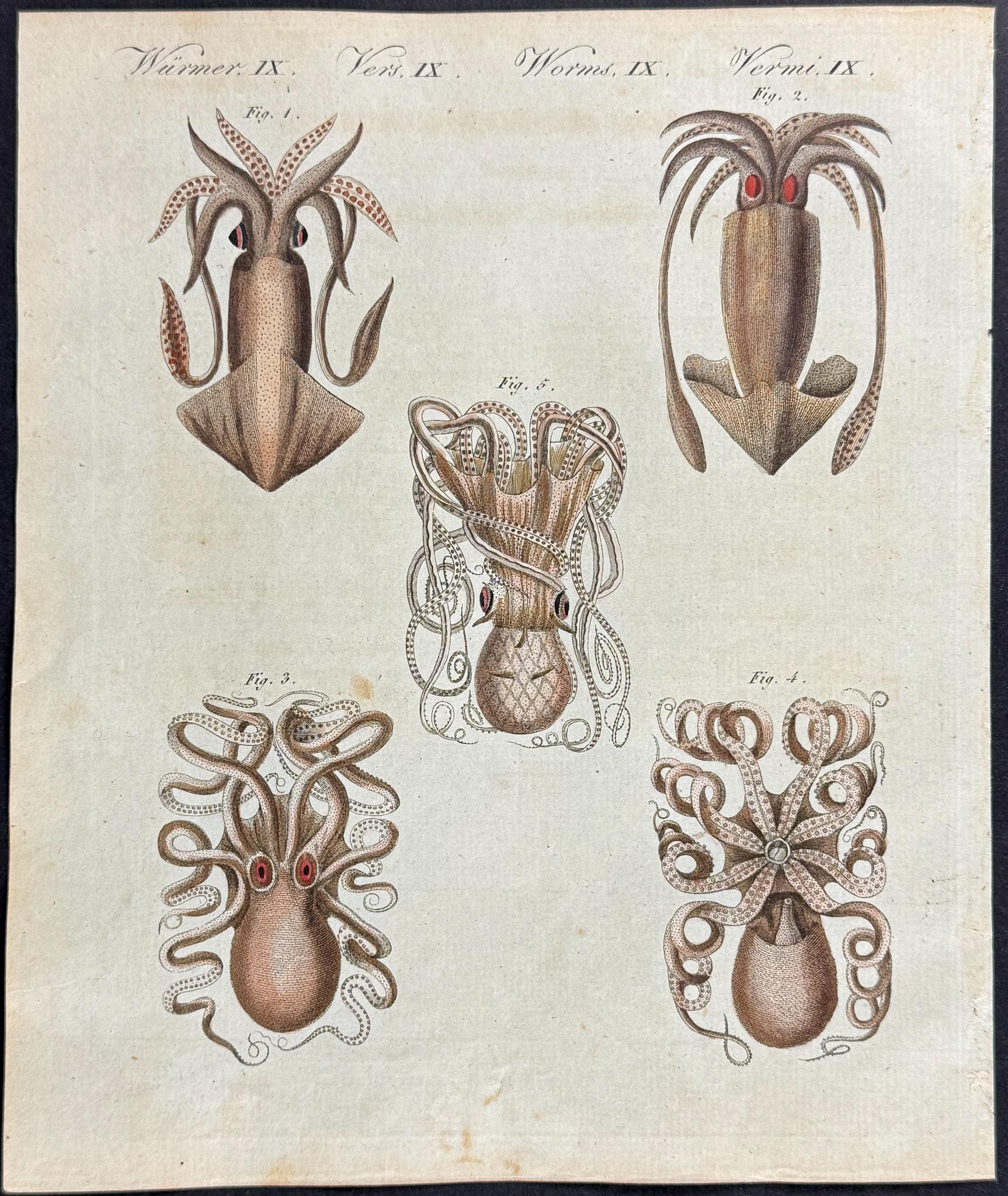 Bertuch Marine Life Engravings Set (1792–1810) Hand - Coloured Octopus, Jellyfish & Shell Plates - Lumenrare Antique Prints & Maps