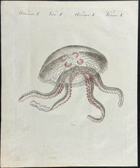 Bertuch Marine Life Engravings Set (1792–1810) Hand - Coloured Octopus, Jellyfish & Shell Plates - Lumenrare Antique Prints & Maps