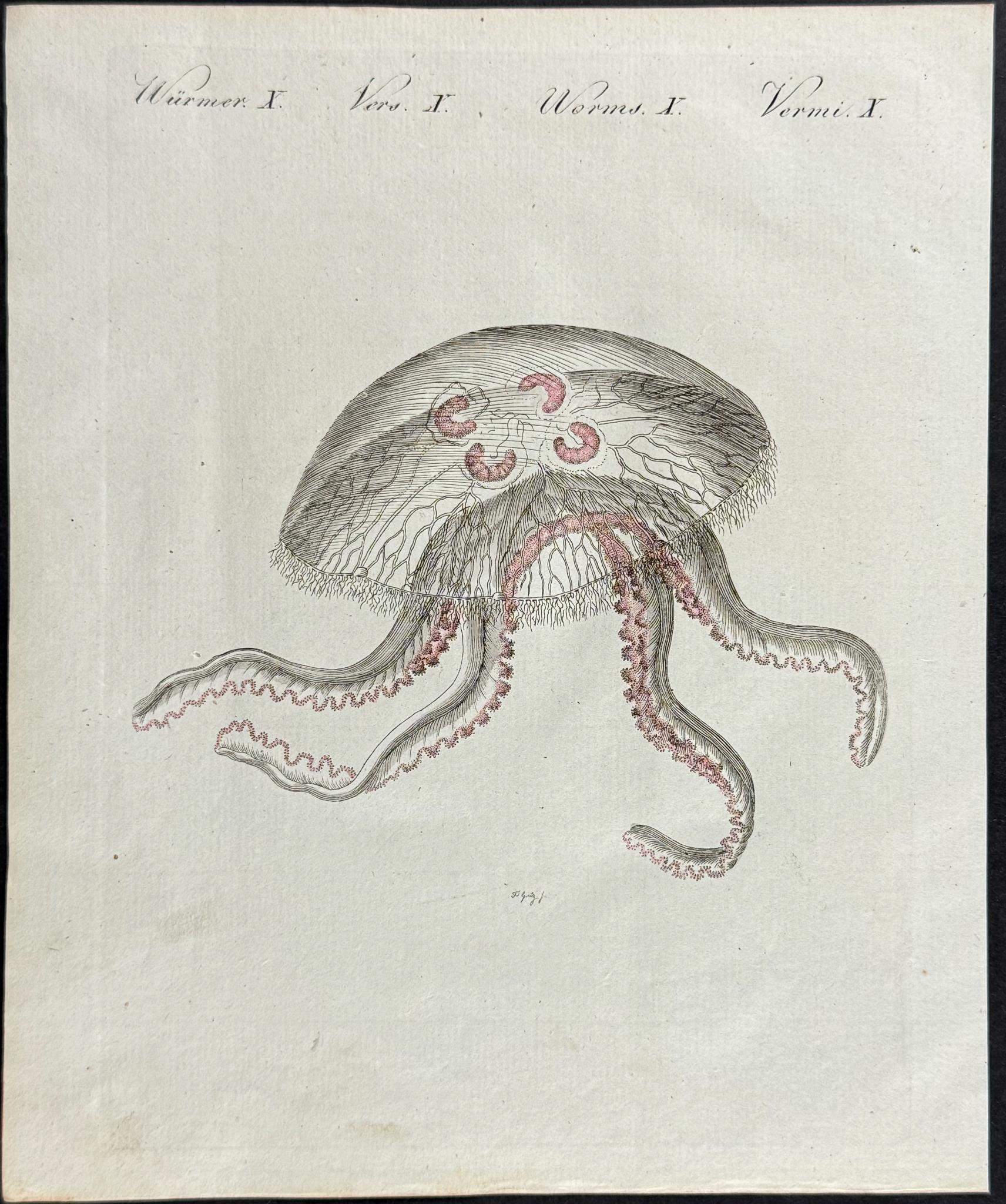 Bertuch Marine Life Engravings Set (1792–1810) Hand - Coloured Octopus, Jellyfish & Shell Plates - Lumenrare Antique Prints & Maps