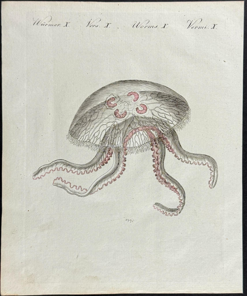Bertuch Marine Life Engravings Set (1792–1810) Hand - Coloured Octopus, Jellyfish & Shell Plates - Lumenrare Antique Prints & Maps