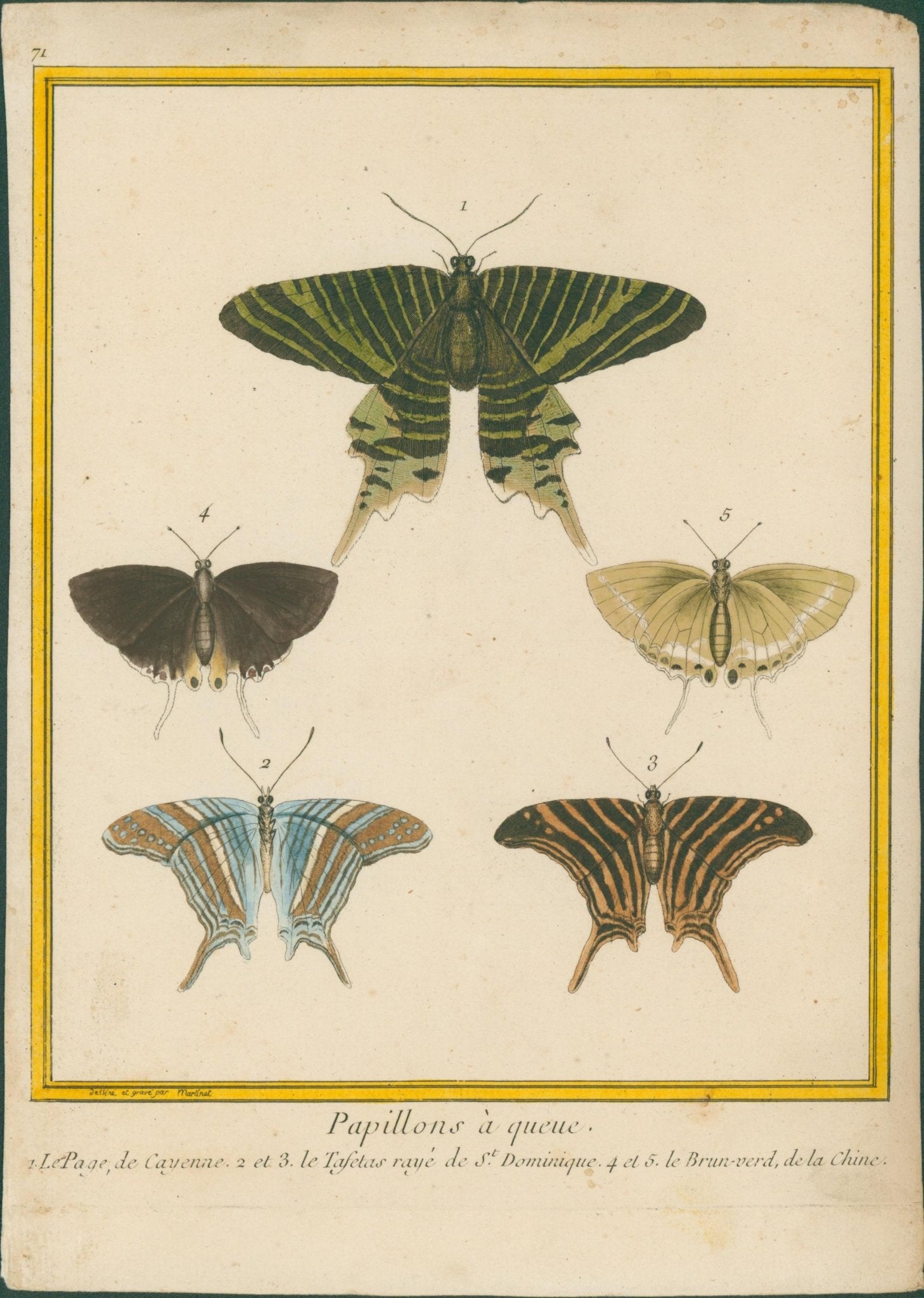 French Butterflies Buffon, Histoire naturelle des insectes - 1765–1785 - Lumenrare Antique Prints & Maps