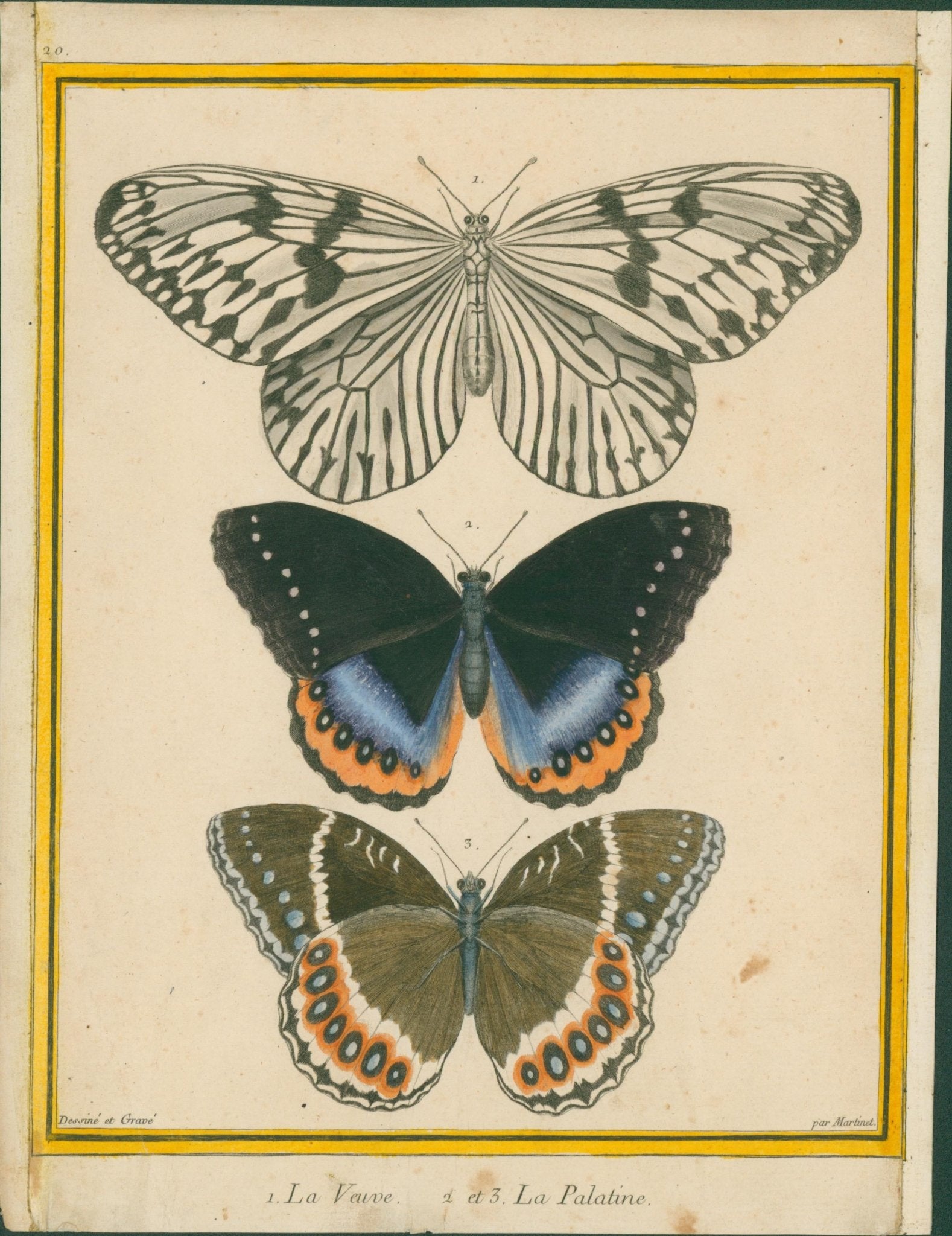 French Butterflies Buffon, Histoire naturelle des insectes - 1765–1785 - Lumenrare Antique Prints & Maps