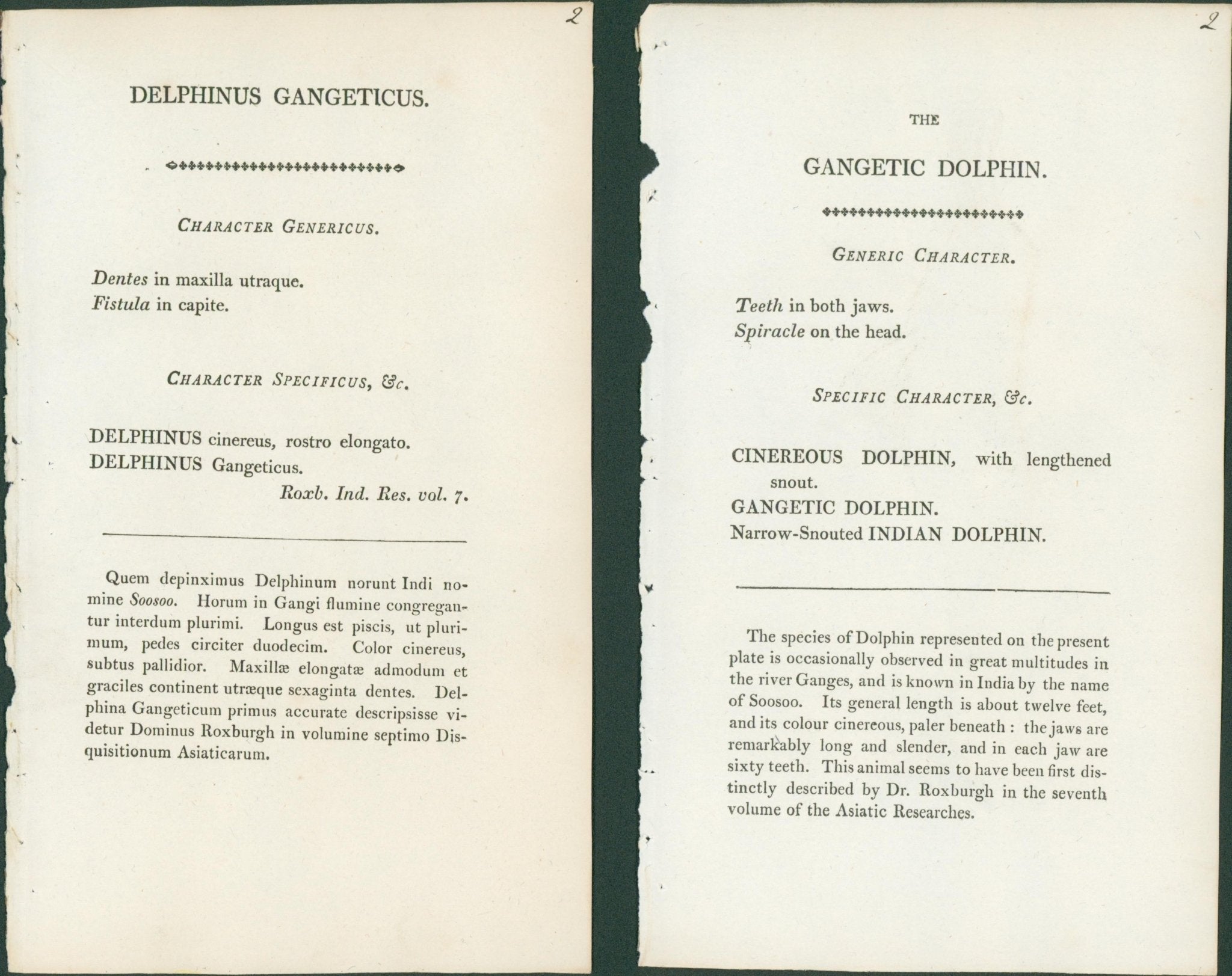 Gangetic Dolphin (Narrow - Snouted Indian Dolphin) - Shaw & Nodder (RPN) c 1804 - Lumenrare Antique Prints & Maps