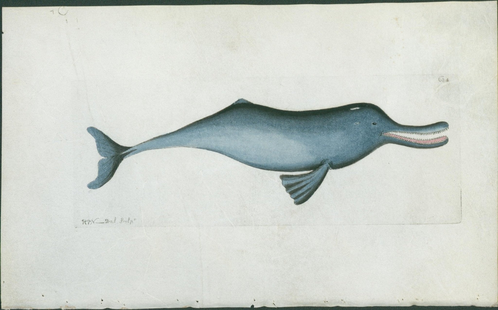 Gangetic Dolphin (Narrow - Snouted Indian Dolphin) - Shaw & Nodder (RPN) c 1804 - Lumenrare Antique Prints & Maps