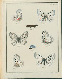 Jacques Louis Engramelle, Apollo Butterfly (Mountain Apollo), c1779 to 1792 - Lumenrare Antique Prints & Maps
