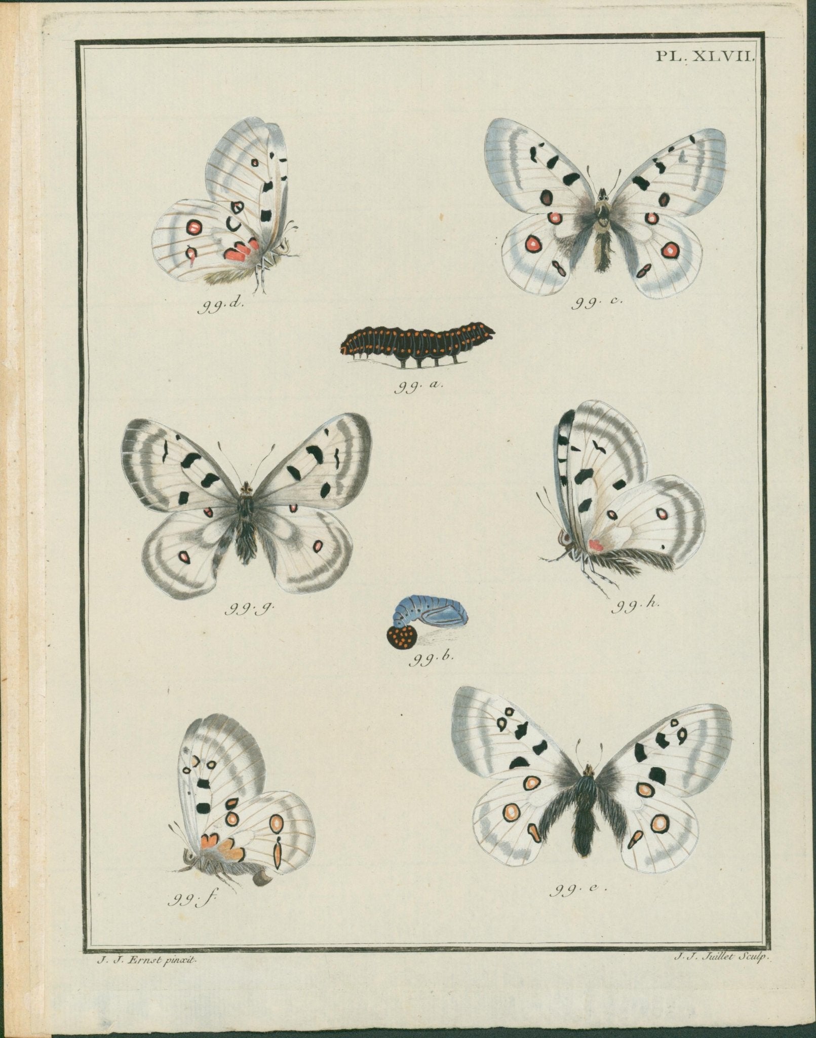 Jacques Louis Engramelle, Apollo Butterfly (Mountain Apollo), c1779 to 1792 - Lumenrare Antique Prints & Maps