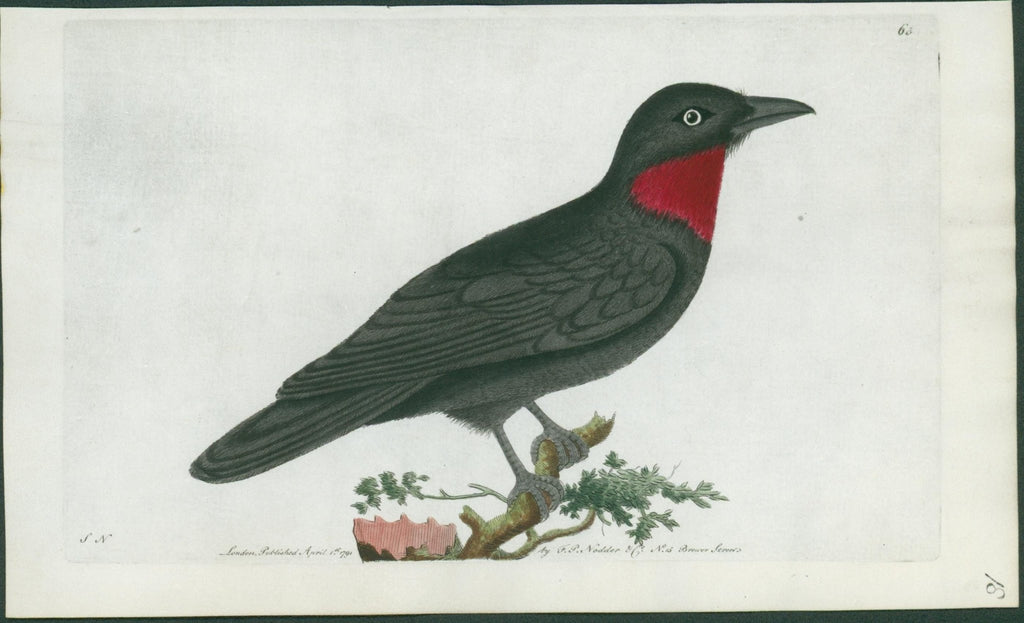 Malimbic Bee - Eater - Shaw & Nodder - 1799 - Lumenrare Antique Prints & Maps