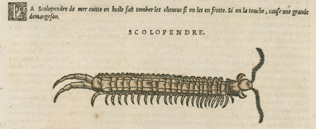 Matthioli’s Marine Zoology Set 10 - Page Suite (Lyon, 1572) - Lumenrare Antique Prints & Maps