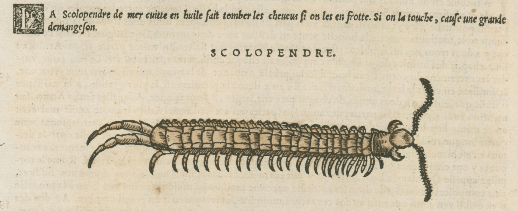 Matthioli’s Marine Zoology Set 10 - Page Suite (Lyon, 1572) - Lumenrare Antique Prints & Maps