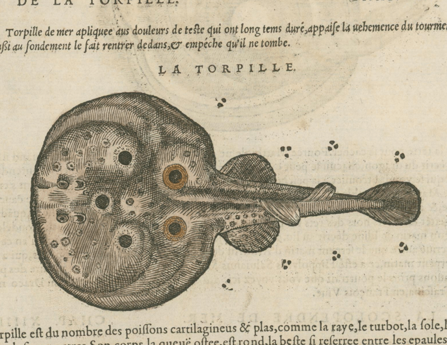 Matthioli’s Marine Zoology Set 10 - Page Suite (Lyon, 1572) - Lumenrare Antique Prints & Maps