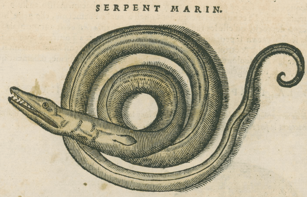 Matthioli’s Marine Zoology Set 10 - Page Suite (Lyon, 1572) - Lumenrare Antique Prints & Maps