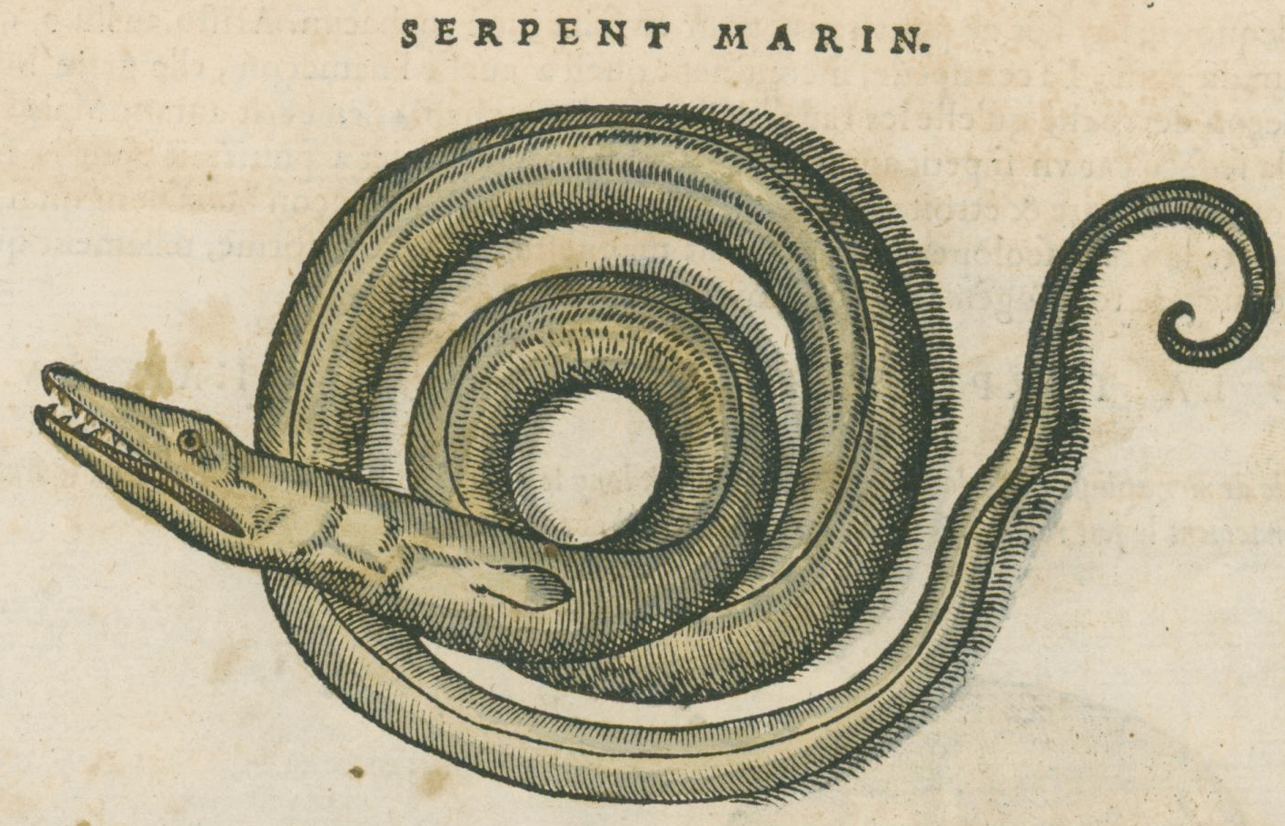 Matthioli’s Marine Zoology Set 10 - Page Suite (Lyon, 1572) - Lumenrare Antique Prints & Maps