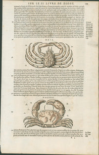 Matthioli’s Marine Zoology Set 10 - Page Suite (Lyon, 1572) - Lumenrare Antique Prints & Maps