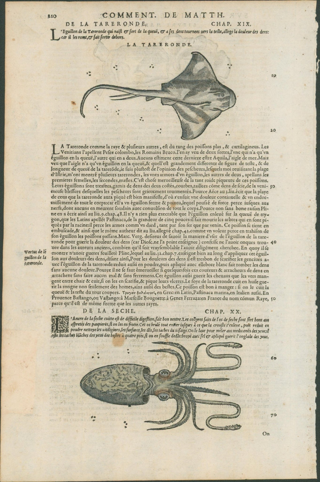 Matthioli’s Marine Zoology Set 10 - Page Suite (Lyon, 1572) - Lumenrare Antique Prints & Maps