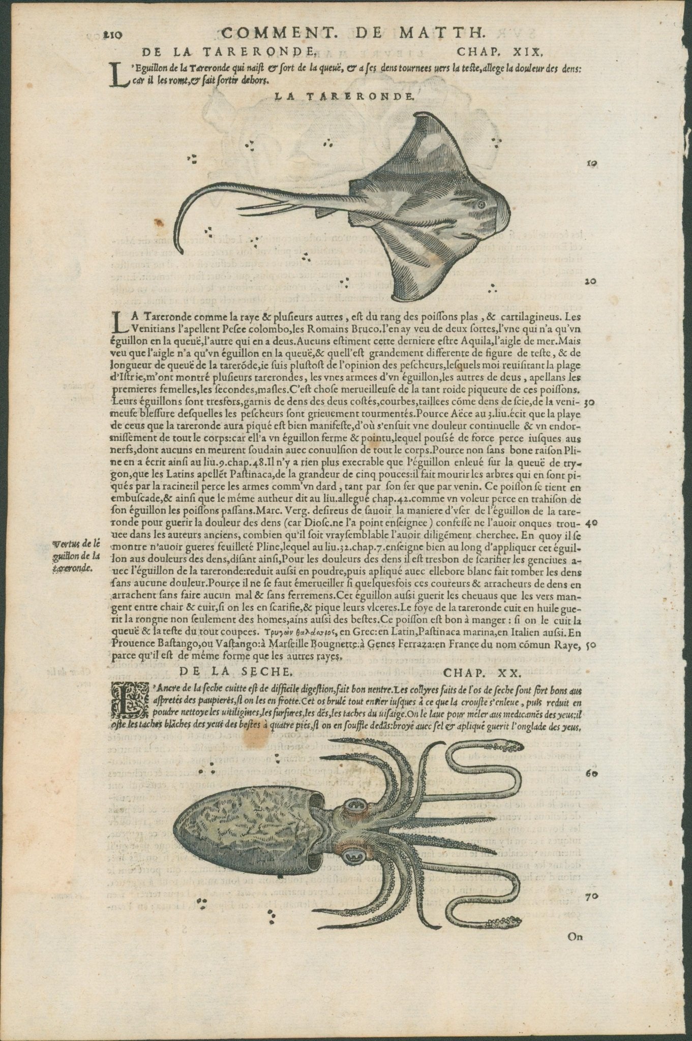 Matthioli’s Marine Zoology Set 10 - Page Suite (Lyon, 1572) - Lumenrare Antique Prints & Maps