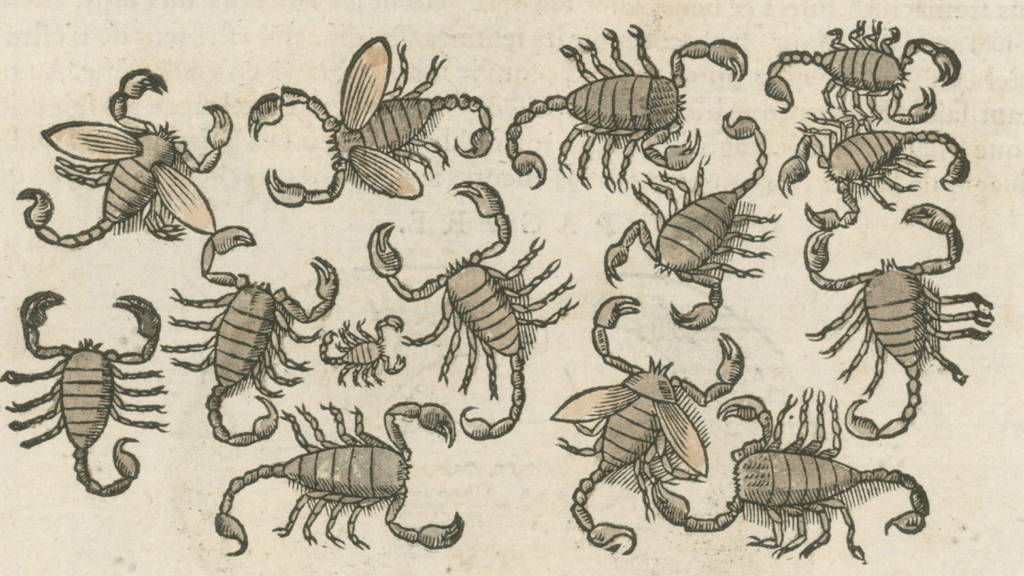 Matthioli’s Marine Zoology Set 10 - Page Suite (Lyon, 1572) - Lumenrare Antique Prints & Maps