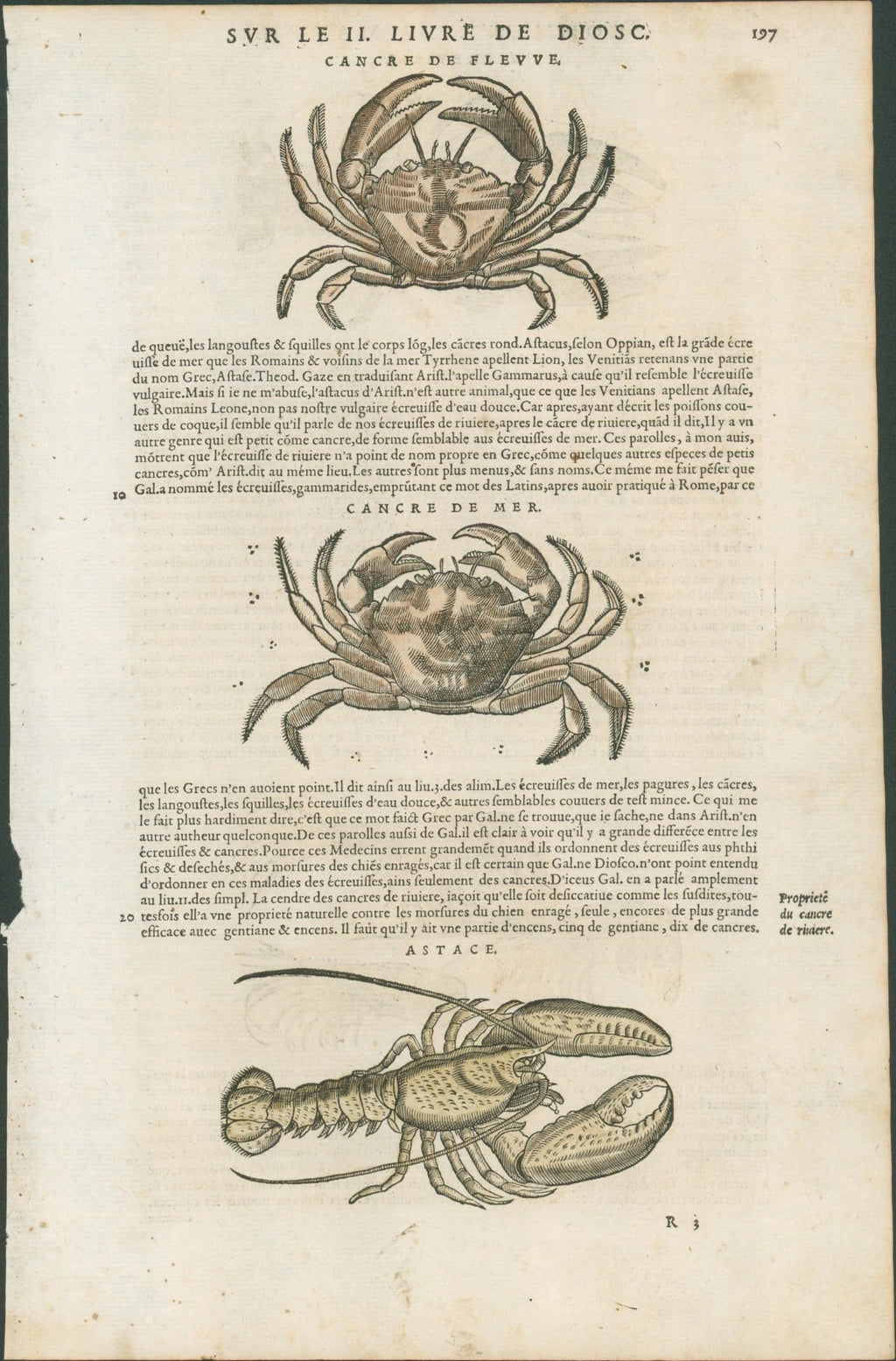 Matthioli’s Marine Zoology Set 10 - Page Suite (Lyon, 1572) - Lumenrare Antique Prints & Maps