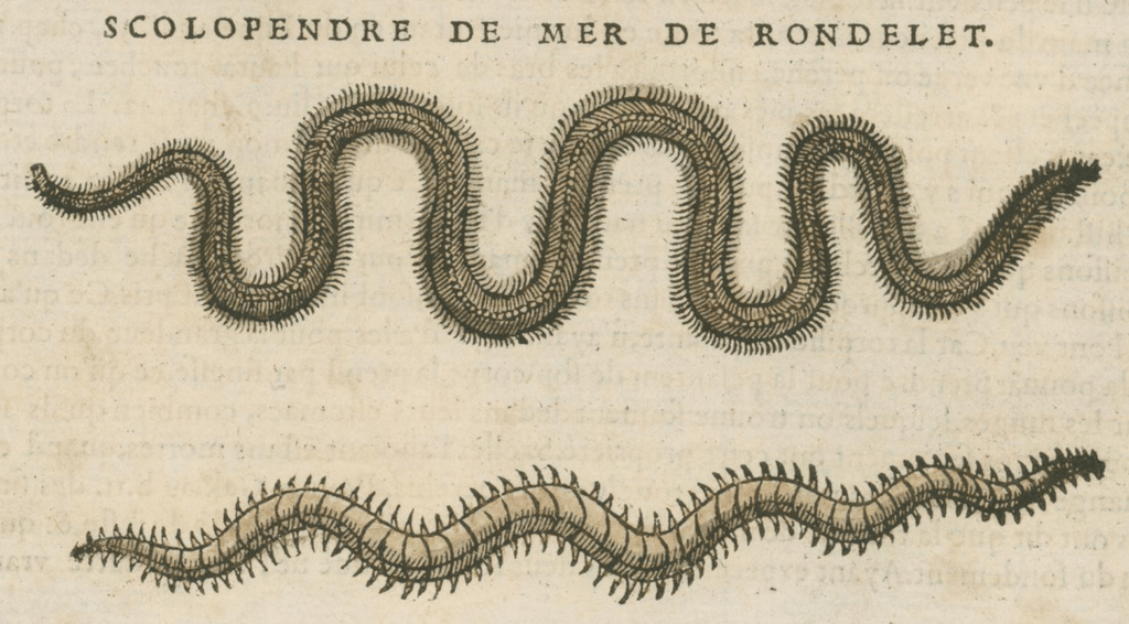 Matthioli’s Marine Zoology Set 10 - Page Suite (Lyon, 1572) - Lumenrare Antique Prints & Maps