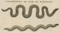 Matthioli’s Marine Zoology Set 10 - Page Suite (Lyon, 1572) - Lumenrare Antique Prints & Maps