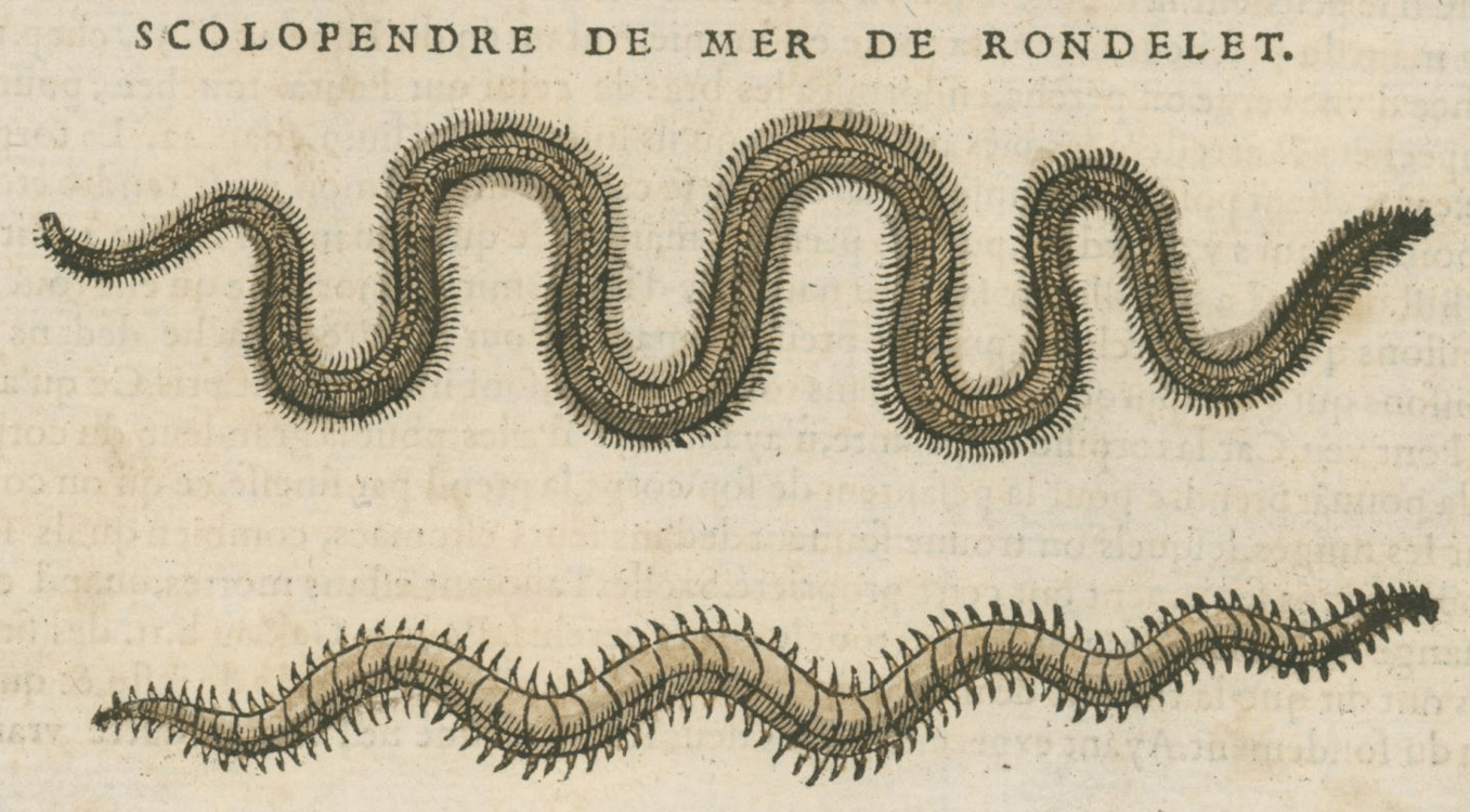 Matthioli’s Marine Zoology Set 10 - Page Suite (Lyon, 1572) - Lumenrare Antique Prints & Maps