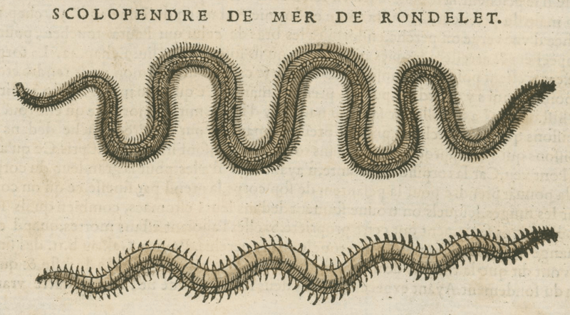 Matthioli’s Marine Zoology Set 10 - Page Suite (Lyon, 1572) - Lumenrare Antique Prints & Maps