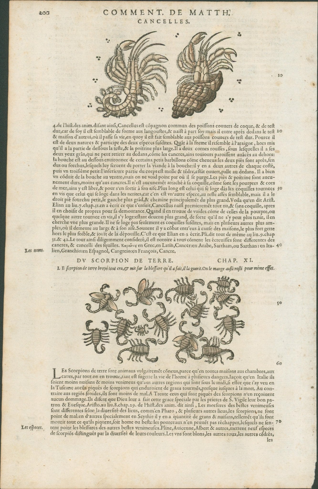 Matthioli’s Marine Zoology Set 10 - Page Suite (Lyon, 1572) - Lumenrare Antique Prints & Maps