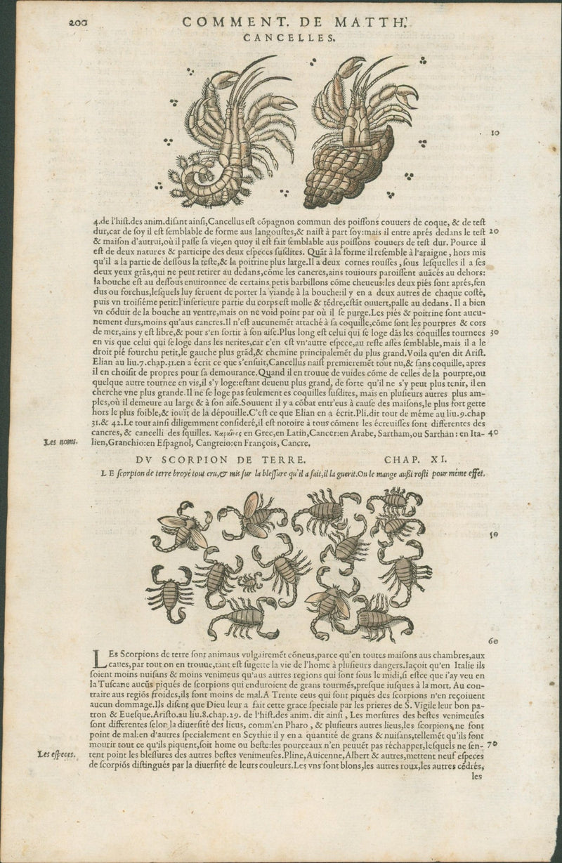 Matthioli’s Marine Zoology Set 10 - Page Suite (Lyon, 1572) - Lumenrare Antique Prints & Maps
