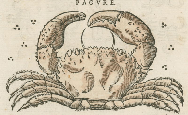 Matthioli’s Marine Zoology Set 10 - Page Suite (Lyon, 1572) - Lumenrare Antique Prints & Maps