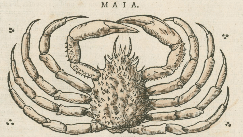 Matthioli’s Marine Zoology Set 10 - Page Suite (Lyon, 1572) - Lumenrare Antique Prints & Maps