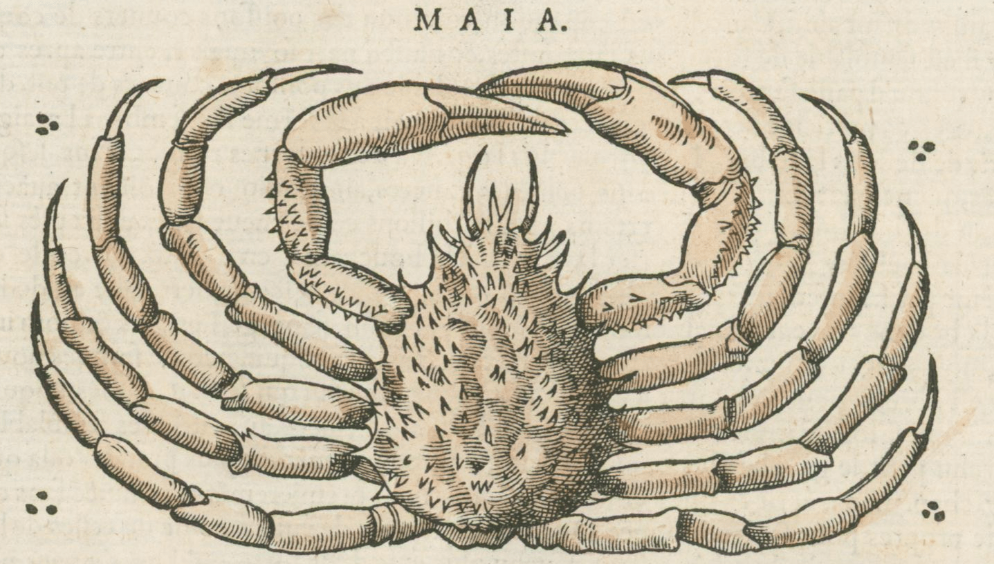 Matthioli’s Marine Zoology Set 10 - Page Suite (Lyon, 1572) - Lumenrare Antique Prints & Maps