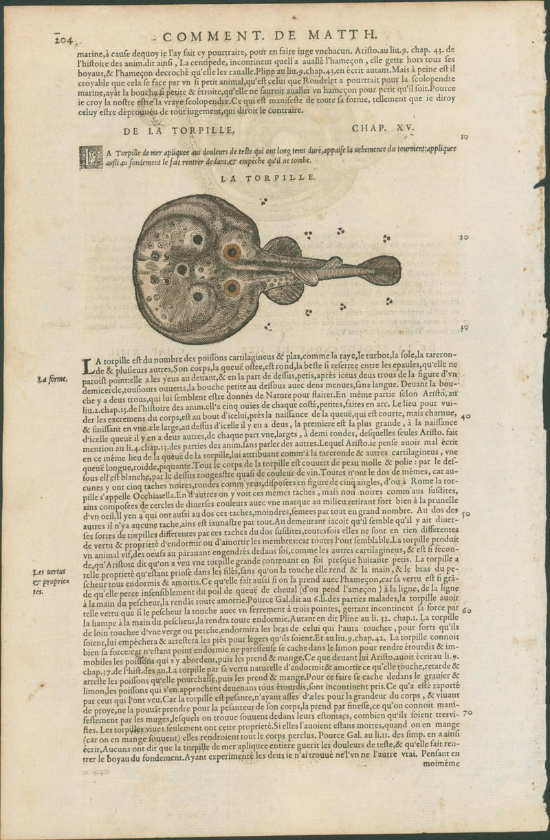 Matthioli’s Marine Zoology Set 10 - Page Suite (Lyon, 1572) - Lumenrare Antique Prints & Maps