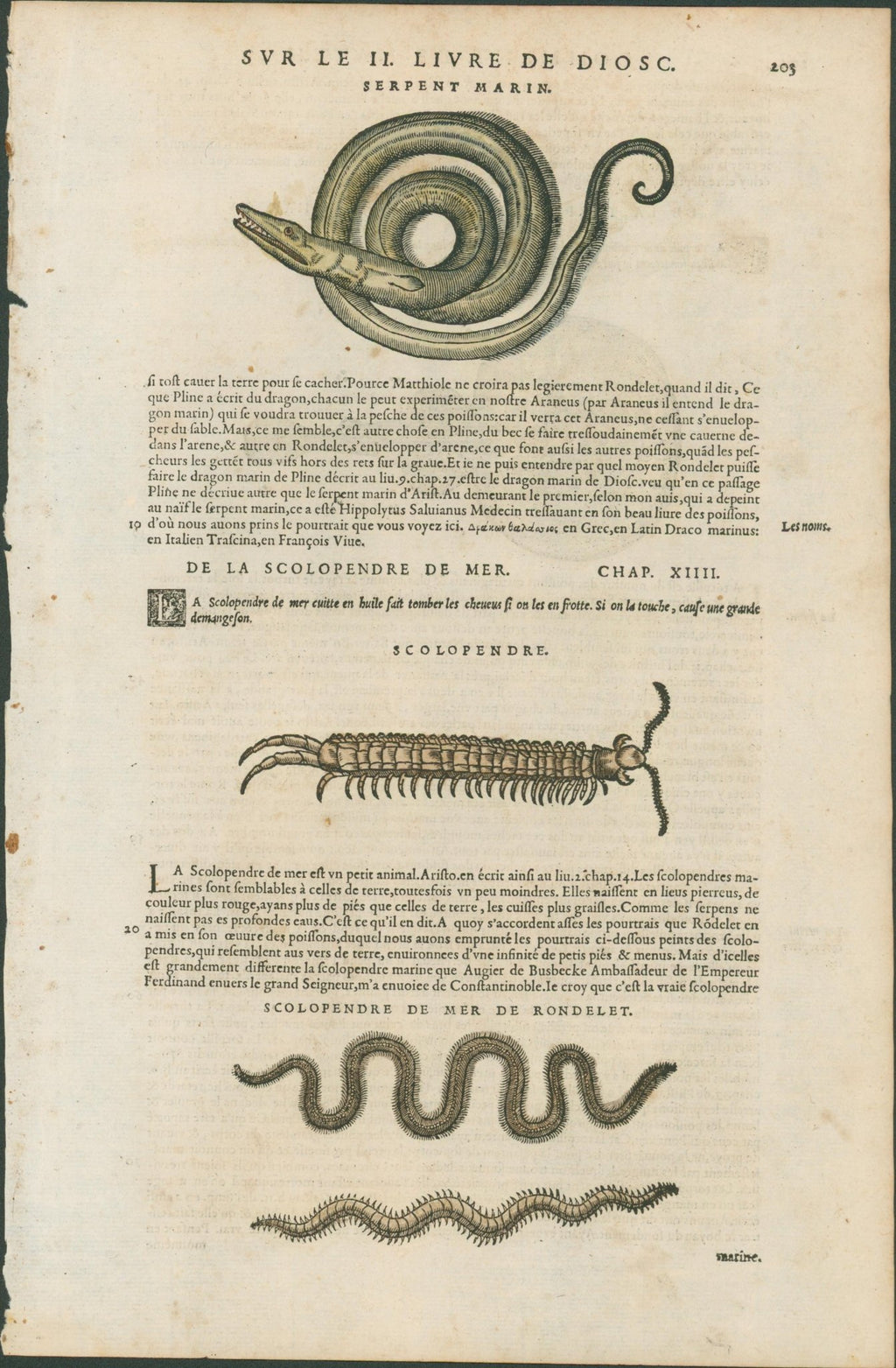 Matthioli’s Marine Zoology Set 10 - Page Suite (Lyon, 1572) - Lumenrare Antique Prints & Maps